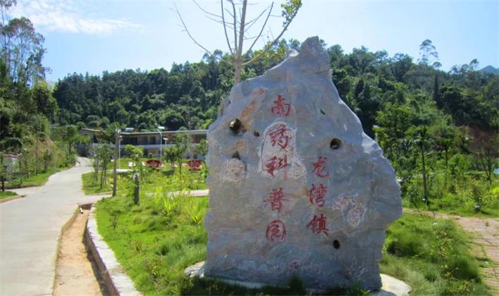 罗定市龙湾镇大石村主打南药产业,盘活振兴整盘棋